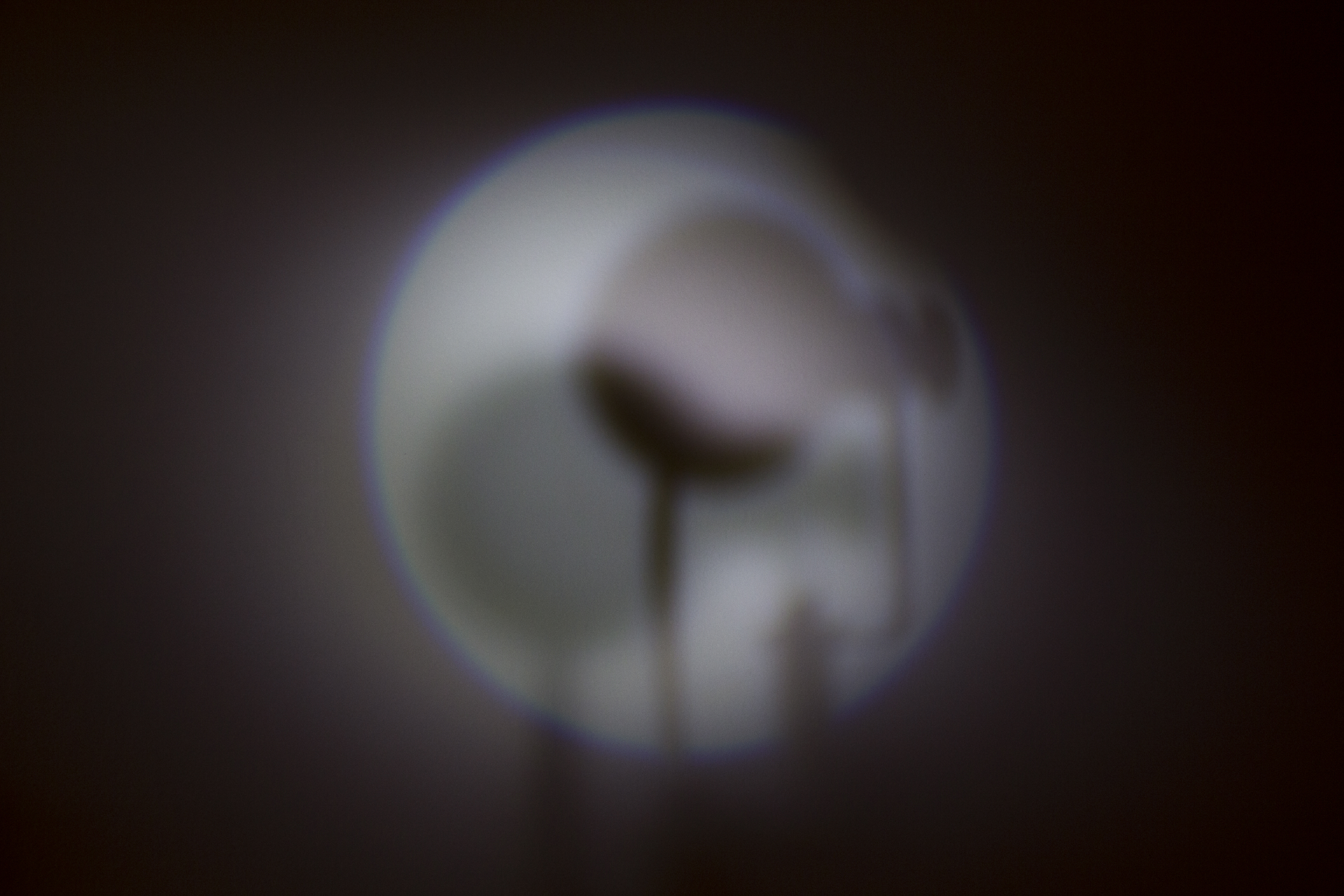 Judith Roeder. RESPONSIVE Halifax 2017. Photo Frankie Macaulay (1)